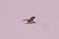 Pandion haliaetus