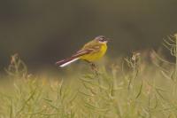 Motacilla flava