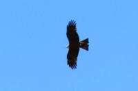 Milvus migrans