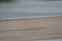 Sterna hirundo