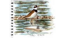Charadrius hiaticula