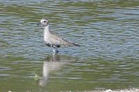 Pluvialis squatarola