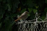 Phoenicurus ochruros