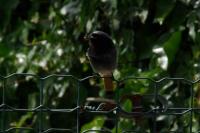 Phoenicurus ochruros