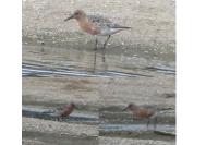 Calidris canutus