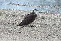 Pandion haliaetus