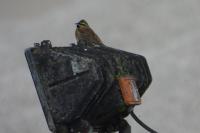 Emberiza cirlus