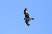 Larus michahellis
