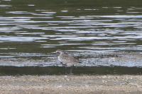 Pluvialis squatarola