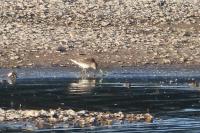 Calidris melanotos