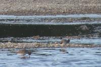 Calidris melanotos