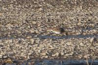 Calidris melanotos