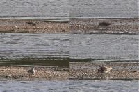 Calidris melanotos
