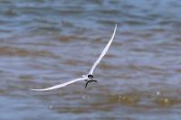 Sterna hirundo