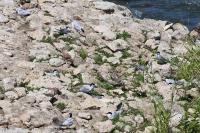 Sterna hirundo