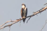 Pandion haliaetus