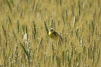 Motacilla flava
