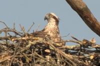 Pandion haliaetus