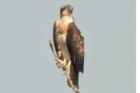 Pandion haliaetus