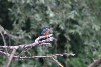 Alcedo atthis