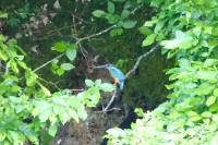 Alcedo atthis
