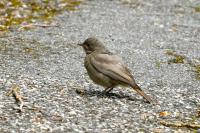 Phoenicurus ochruros