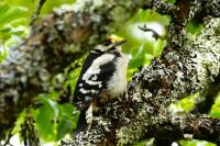 Dendrocopos major