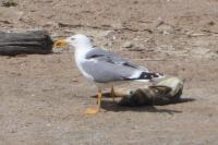 Larus michahellis