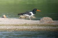 Haematopus ostralegus