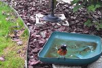 Phoenicurus phoenicurus