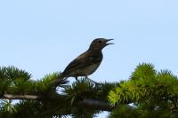 Anthus trivialis