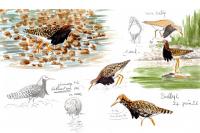 Calidris pugnax