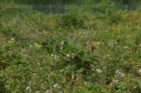 Linaria cannabina