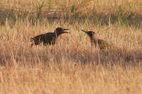 Picus viridis