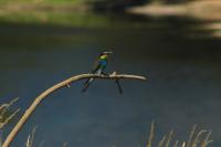Merops apiaster