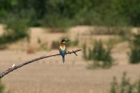 Merops apiaster