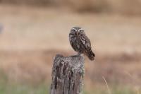 Athene noctua