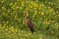 Ardea purpurea