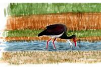 Ciconia nigra