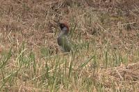 Picus viridis