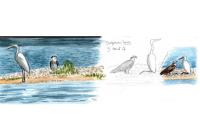Ardea alba