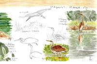 Ardea purpurea