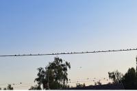 Hirundo rustica