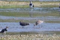 Limosa limosa