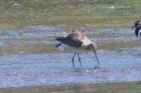 Limosa limosa