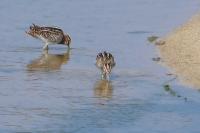 Gallinago gallinago