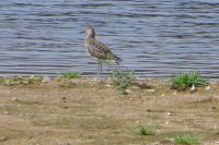 Calidris pugnax