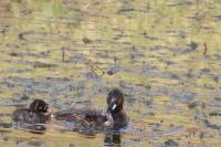 Tachybaptus ruficollis