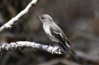 Ficedula hypoleuca