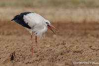 Ciconia ciconia